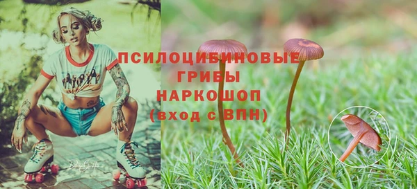 крисы Алзамай